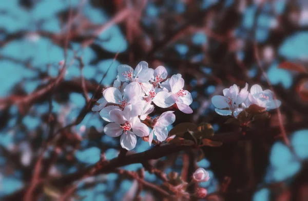 Blommor Äpple Blommar Närbild Morgon Solljus Mot Suddig Turkos Himmel — Stockfoto