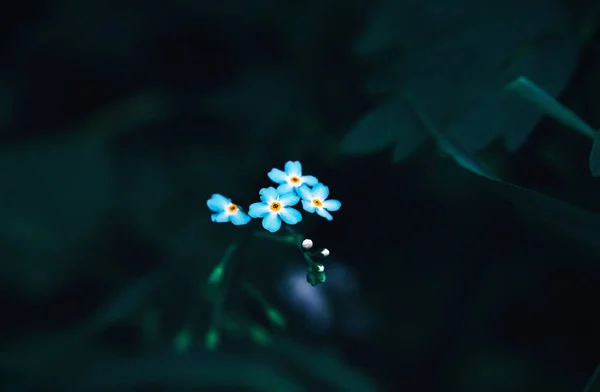 Flores Azuis Esquecem Não Fecham Myosotis Sylvatica Contra Folhagem Floresta — Fotografia de Stock