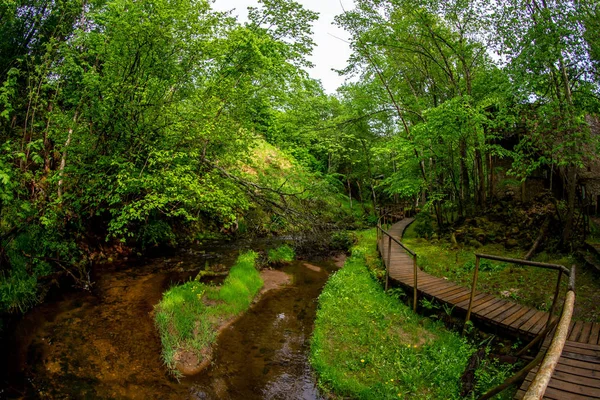 Paesaggio Estivo Del Fiume Nei Boschi Ponte Legno Nella Foresta — Foto Stock