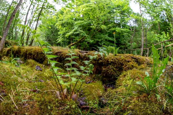 Varen Voorgrond Bos Met Houten Brug Achtergrond Prachtig Bospark Met — Stockfoto