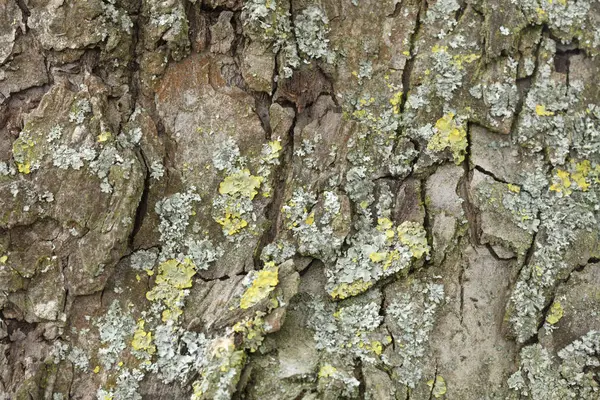 Estructura Corteza Árbol Detalle Como Fondo —  Fotos de Stock