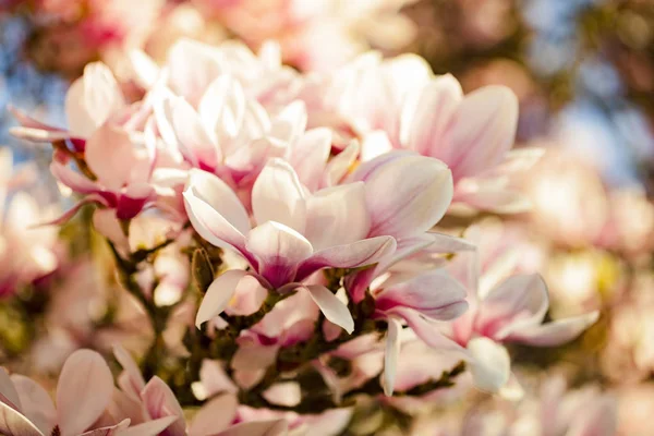 Manolya Çiçekleri Açar Bahar Çiçekleri — Stok fotoğraf