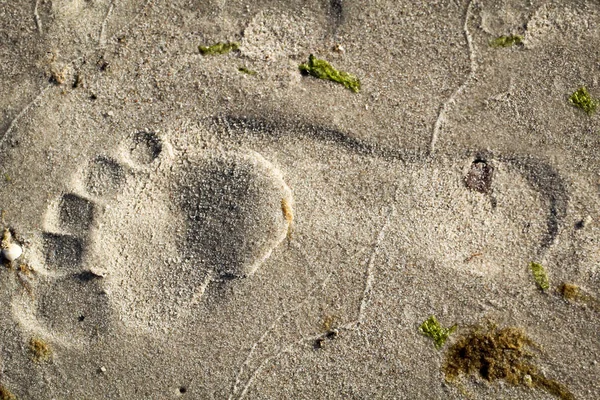 Αποτύπωμα Στην Υγρή Άμμο Της Βαλτικής Θάλασσας — Φωτογραφία Αρχείου