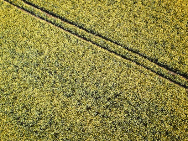 空気中の明るい色の菜の花畑が — ストック写真