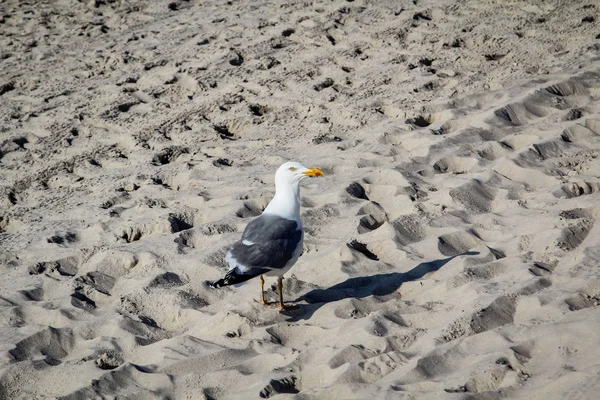 Uma Gaivota Praia Mar Báltico — Fotografia de Stock