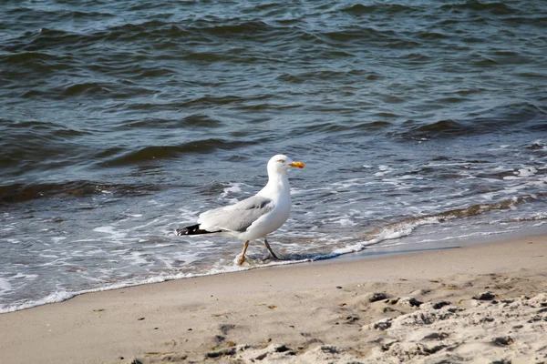 在波罗的海海滩上的海鸥 — 图库照片