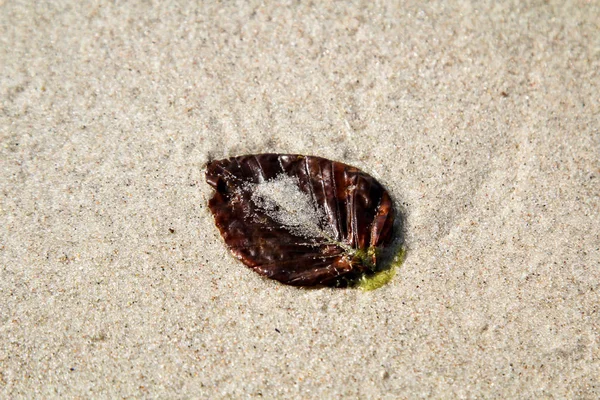 Une Feuille Mouillée Sur Une Plage Humide Mer Baltique — Photo