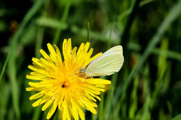 Zbliżenie Motyla Lub Bełkot — Zdjęcie stockowe