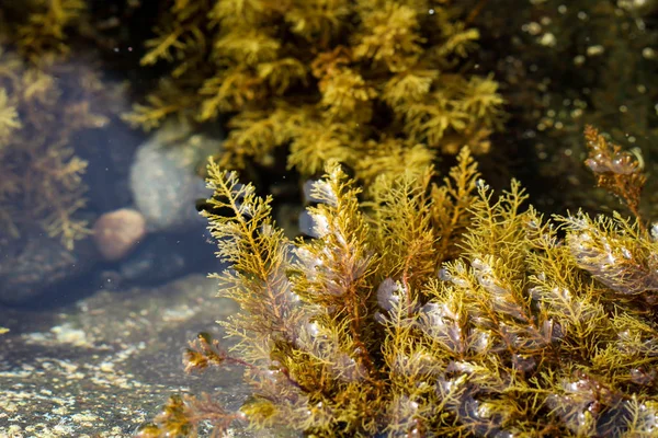 Les Plantes Aquatiques Qui Poussent Dans Endroit Juste Recouvert Eau — Photo