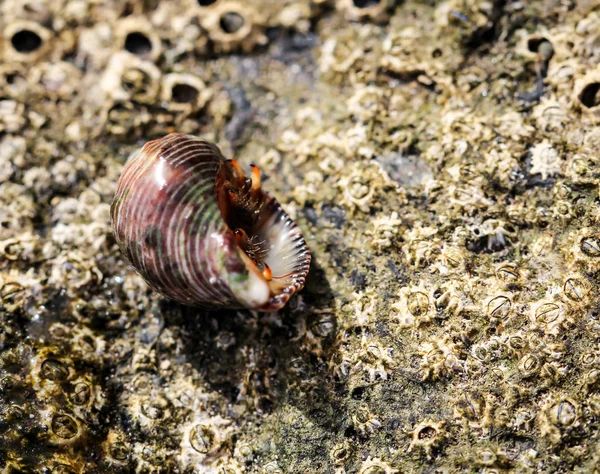 Hermit Crab Its Snail — Stock Photo, Image