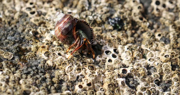 Caranguejo Eremita Seu Caracol — Fotografia de Stock