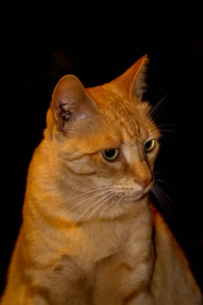Retrato Gato Vigilante Preguiçoso Atento — Fotografia de Stock