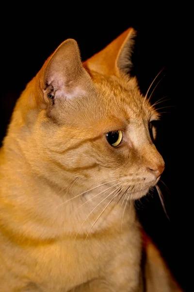 Retrato Gato Vigilante Preguiçoso Atento — Fotografia de Stock