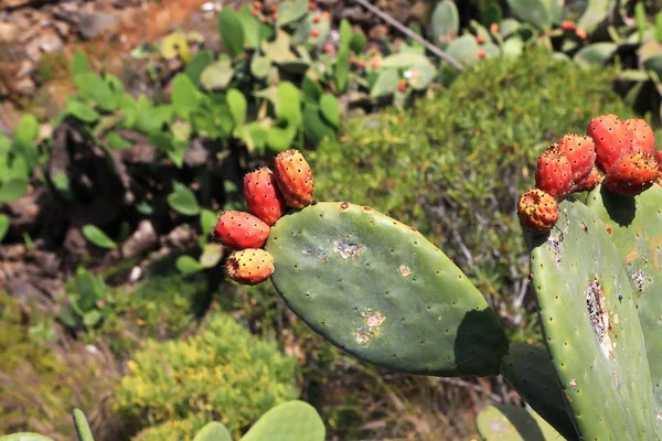 Cactus Con Flores Espinas —  Fotos de Stock