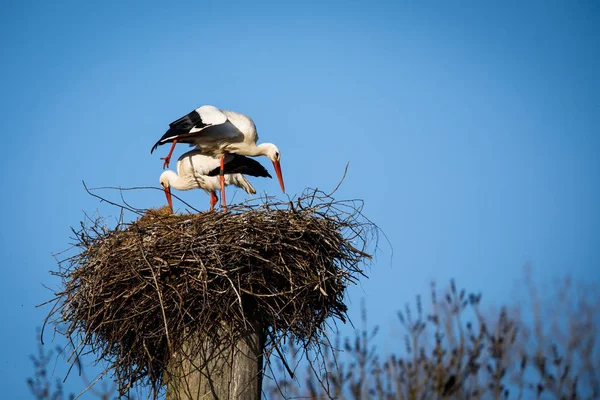 Elegant Hvit Stork Ciconia Ciconia Hekketiden Opptatt Med Seg Sine – stockfoto