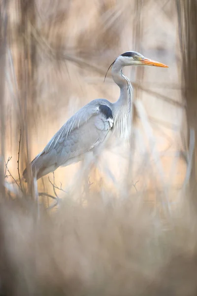 Grey Heron Ardea Cinerea Дикая Природа Естественной Среде Обитания — стоковое фото