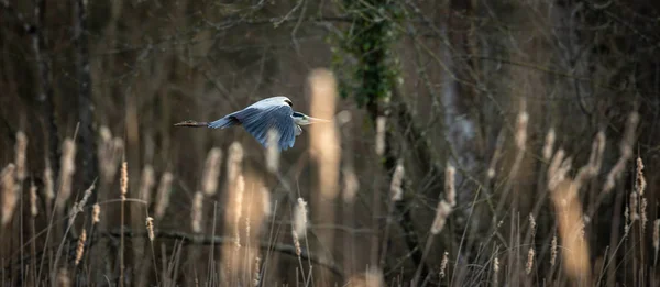 Grey Heron Ardea Cinerea Zbor Într Lumină Minunată Seară Fauna — Fotografie, imagine de stoc