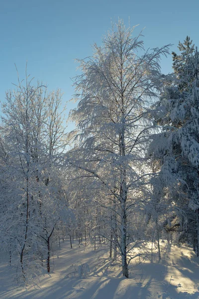 눈덮인 비르츠 나무는 겨울에 하늘로 — 스톡 사진