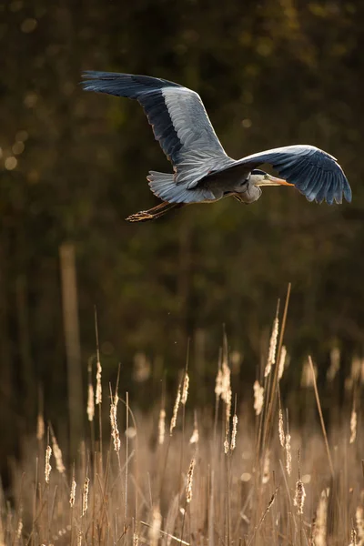 Garça Cinzenta Ardea Cinerea Vida Selvagem Seu Habitat Natural — Fotografia de Stock