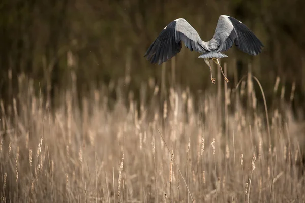 Garza Gris Ardea Cinerea Vida Silvestre Hábitat Natural — Foto de Stock