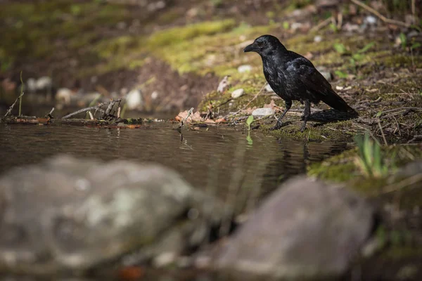 普通乌鸦 Corvus Corax 也被称为北方乌鸦 在山上的一条小河里喝着淡水 自然栖息地的鸟类 野生动物摄影 — 图库照片