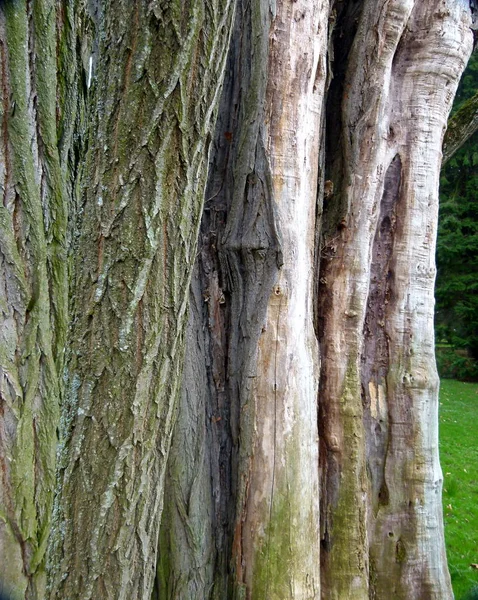 Schöne Aussicht Auf Die Natur — Stockfoto