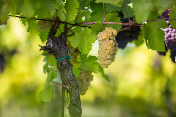 Raisins Vin Rouge Dans Vignoble Juste Avant Récolte Image Tonique — Photo