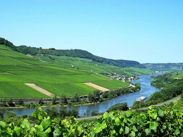 Moselle River Rheinland Palatinate Şarap Üreticileri Üzüm Bağları Beyaz Şarap — Stok fotoğraf