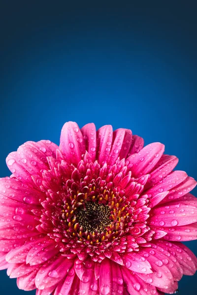 Beautiful Gerbera Daisy Flower Petals — Stock Photo, Image