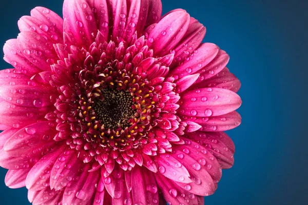 Wunderschönes Gerbera Gänseblümchen Blütenblätter — Stockfoto