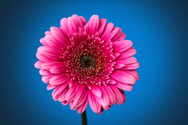 Beautiful Gerbera Daisy Flower Petals — Stock Photo, Image