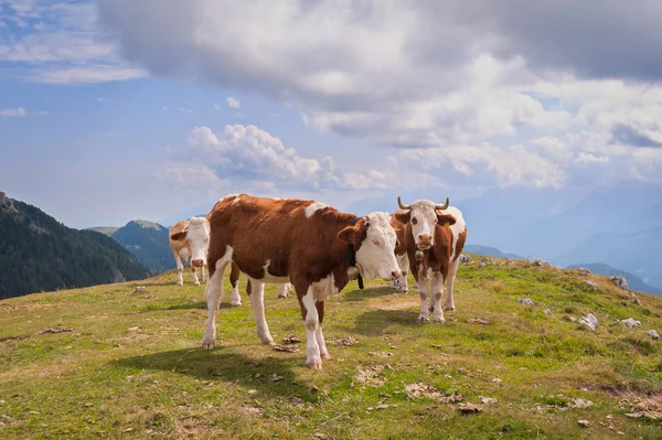 백그라운드에 산맥을 Seiser Alm 고도에서 초원에 — 스톡 사진