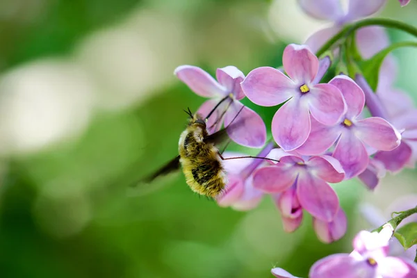 Ένα Κοντινό Πλάνο Μιας Μέλισσας Έντομο — Φωτογραφία Αρχείου