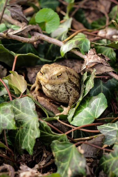 Grenouille Unke Moment Accouplement Dans Gommage — Photo