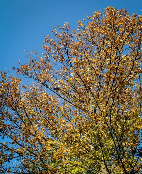 Bomen Herfst Herfstseizoen Flora Gebladerte — Stockfoto