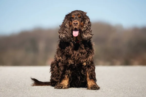 Doce Pouco Marrom Cocker Spaniel Fora — Fotografia de Stock