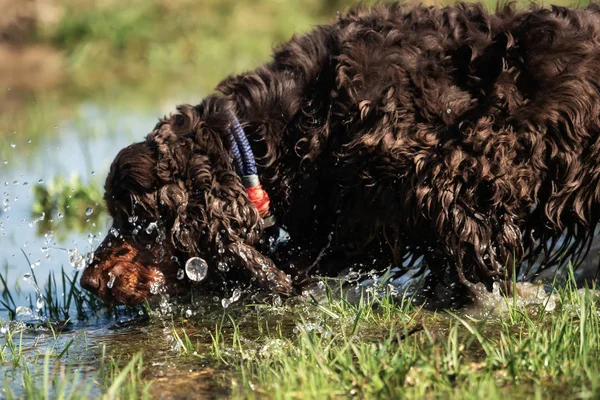 Pequeño Dulce Cocker Spaniel Marrón Afuera —  Fotos de Stock