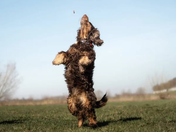 Dolce Piccolo Marrone Cocker Spaniel Fuori — Foto Stock