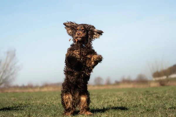 Doce Pouco Marrom Cocker Spaniel Fora — Fotografia de Stock