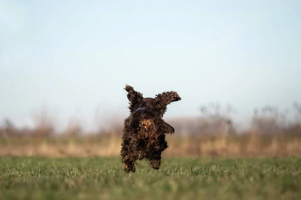 Słodki Mały Brązowy Cocker Spaniel Zewnątrz — Zdjęcie stockowe