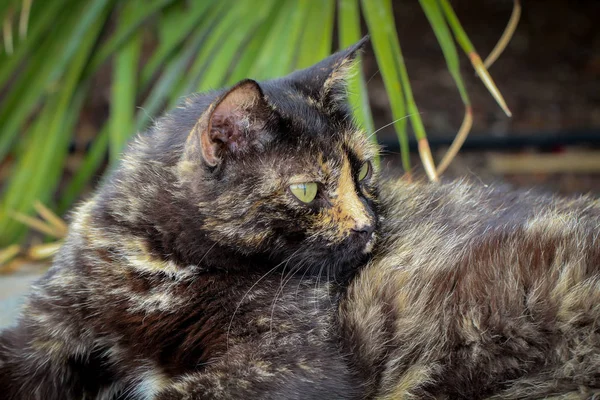 Gözlemci Tembel Bir Kedinin Portresi — Stok fotoğraf