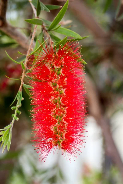 Closeup Bright Red Bottle Brush Flower — Stock Photo, Image