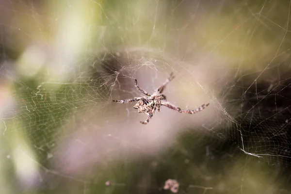 Details of a spider, spider on a plant, spider in the web