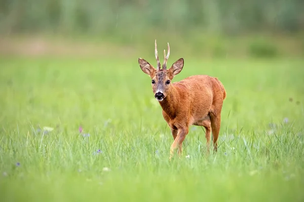 Pozorný Jikry Capreolus Capreolus Jelena Procházejícího Létě Louce Zeleným Rozmazaným — Stock fotografie