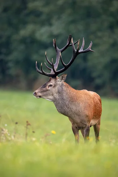 Close Veado Vermelho Elaphus Veado Verão Com Grandes Chifres Olhando — Fotografia de Stock