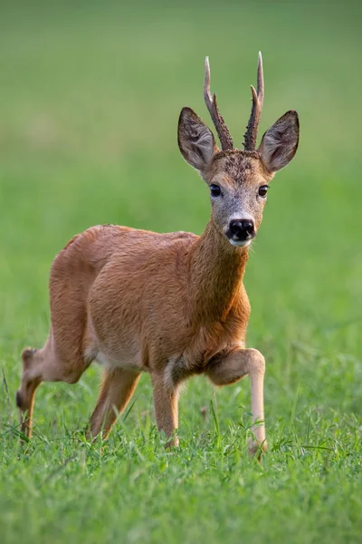 Férfi Capreolus Capreolus Buck Séta Előre Nyáron Zöld Homályos Háttér — Stock Fotó