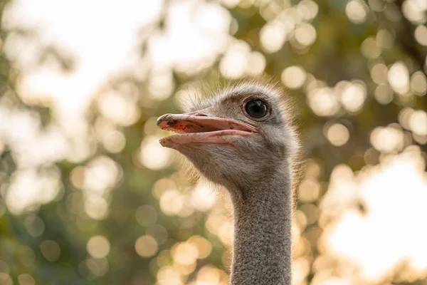 Struisvogel Hoofd Nek Het Park — Stockfoto
