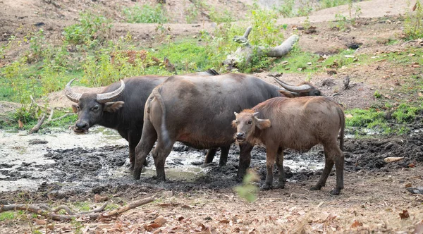 Grupo Búfalos Aquáticos Zona Rural Tailândia — Fotografia de Stock