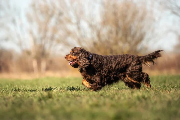 Ein Süßer Kleiner Brauner Cocker Spaniel Draußen — Stockfoto