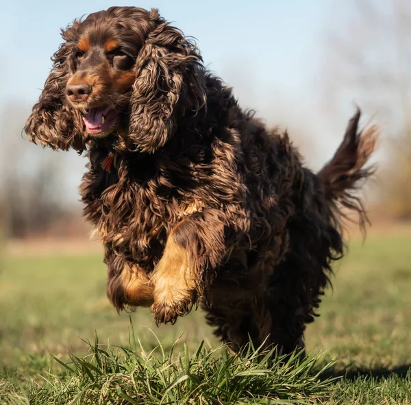 Dulce Mic Maro Cocker Spaniel Afară — Fotografie, imagine de stoc